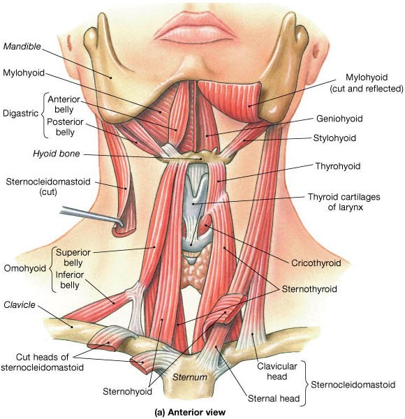 Muscle Tension Dysphonia | Chicago Voice Care